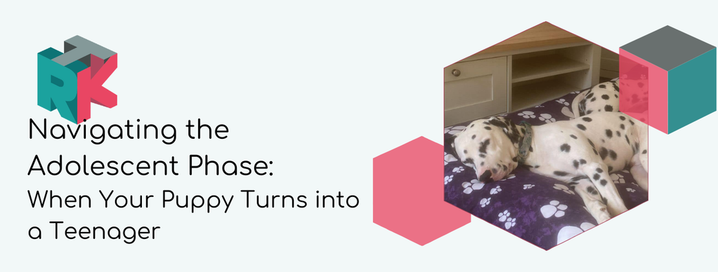 Navigating the Adolescent Phase: When Your Puppy Turns into a Teenager